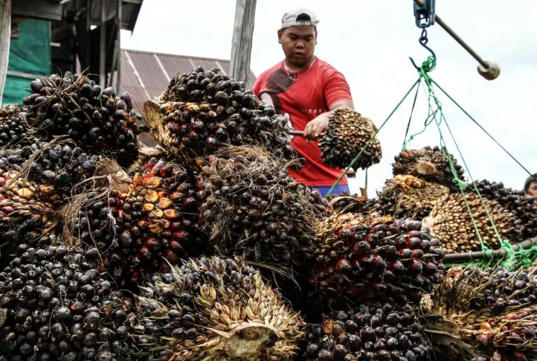 Los analistas predicen un año prometedor para el aceite de palma indonesio en 2026