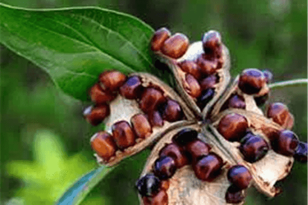 Propiedades fisicoquímicas de la proteína de semilla de peonía