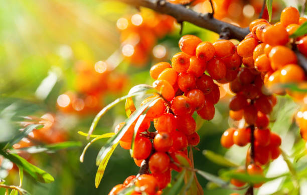 ¿Qué es el «aceite de fruta de espino amarillo»?