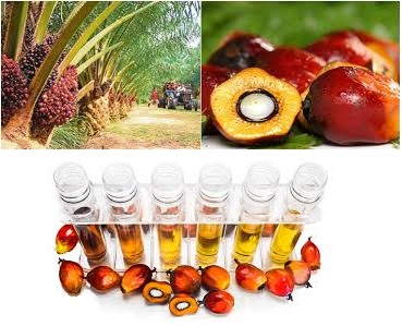 El enorme malestar en el mercado del aceite comestible por la prohibición de exportar aceite de palma en Indonesia