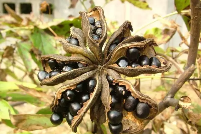 Aceite de semilla de peonía