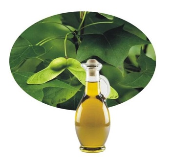 Aceite vegetal leñoso natural de alta calidad-Acer truncatum