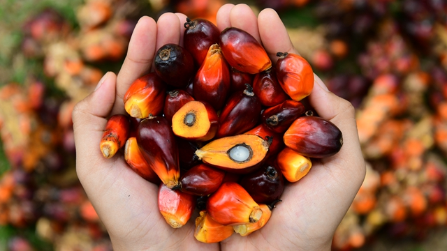 ¿Qué maquinaria se necesita para producir aceite de fruto de palma?