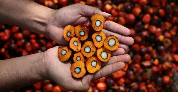 Mercado de consumo de aceite de palmiste