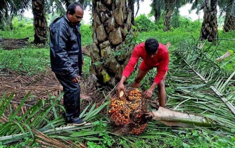La débil demanda invernal y los aceites rivales impulsan las importaciones de aceite de palma de la India a su nivel más bajo en ocho meses