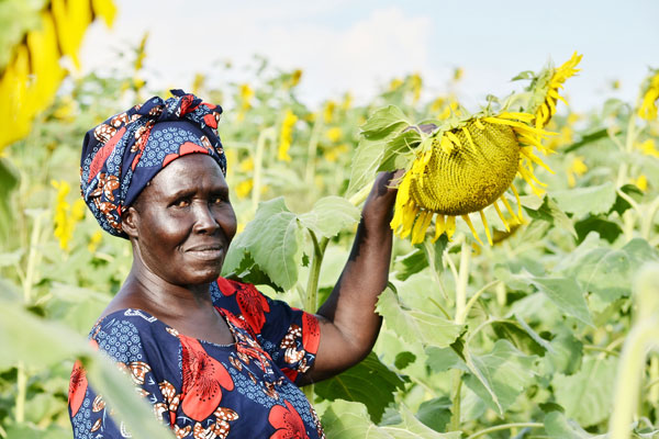 Auge de las oleaginosas: Un punto de inflexión para la producción de aceite comestible en Uganda
