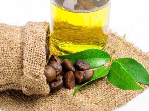 Proceso de elaboración del aceite de semillas de té