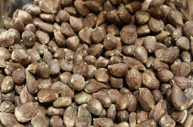 Pretratamiento de la almendra de palma