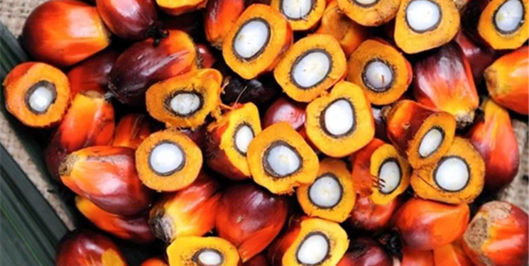 refinería de aceite de palma y equipos de fraccionamiento