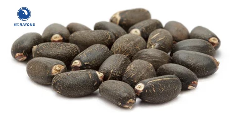 Proceso de elaboración del aceite de semilla de jatropha